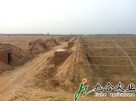 河北衡水阜城縣恒濱農(nóng)業(yè)園負(fù)責(zé)人?耿經(jīng)理: /upfile/201608/2016082456841833.jpg